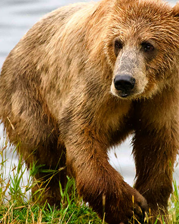 Kodiak grizzly bear in Kodiak, Alaska