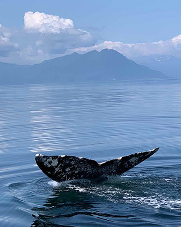 Whale watching in Ugak Bay, Alaska